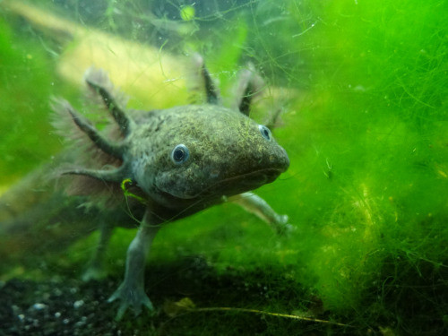 Năm 2008, kỳ giông được đưa vào danh sách động vật có nguy cơ tuyệt chủng do dân số hoang dã bị sụt giảm nghiêm trọng.