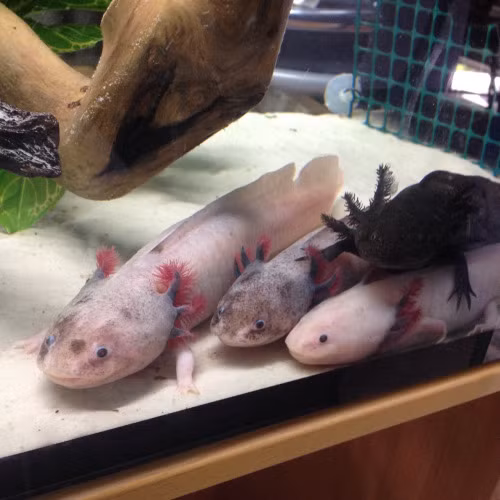 Khi trưởng thành, một con kỳ giông có thể dài tới 30,5cm và nặng 3,6kg.