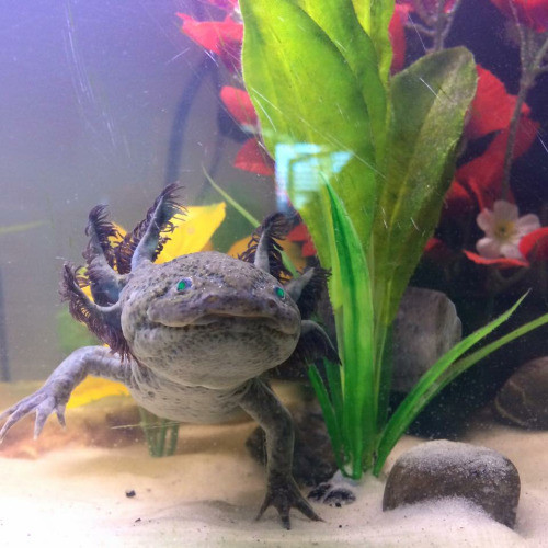 Tuy thuộc lớp động vật lưỡng cư nhưng là một loài kỳ giông Mexico là loài kéo dài tính trạng thơ ấu. Ấu trùng loài này không thể trải qua giai đoạn biến thái, do đó con trưởng thành vẫn ở trong nước và có vây ngoài.