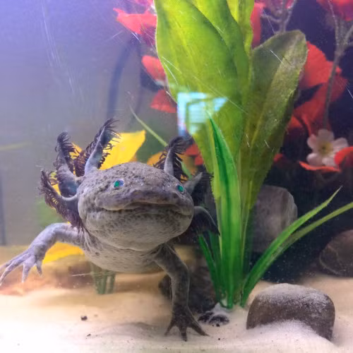 Tuy thuộc lớp động vật lưỡng cư nhưng là một loài kỳ giông Mexico là loài kéo dài tính trạng thơ ấu. Ấu trùng loài này không thể trải qua giai đoạn biến thái, do đó con trưởng thành vẫn ở trong nước và có vây ngoài.