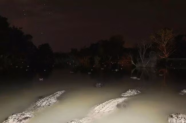 Những đôi mắt tử thần rực sáng trong đêm.