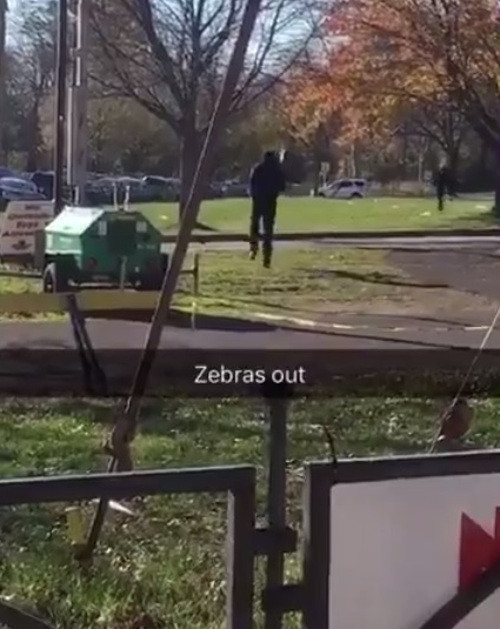 Mới đây, hai con ngựa vằn trốn khỏi gánh xiếc và chạy khắp đường phố ở Philadelphia gây ra một vụ náo loạn.