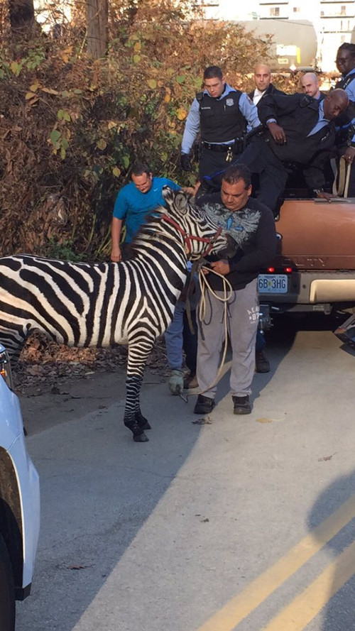 Về sau, người ta phải gọi sự trợ giúp của cảnh sát trước khi những con ngựa vằn gây tai họa.