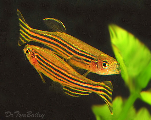 Cá ngựa vằn có 25 nhiễm sắc thể và bộ gen của chúng bao gồm gần 1,5x10 tỉ cặp base ni tơ.