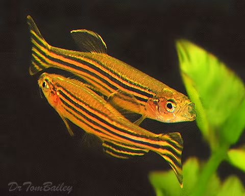 Cá ngựa vằn có 25 nhiễm sắc thể và bộ gen của chúng bao gồm gần 1,5x10 tỉ cặp base ni tơ.