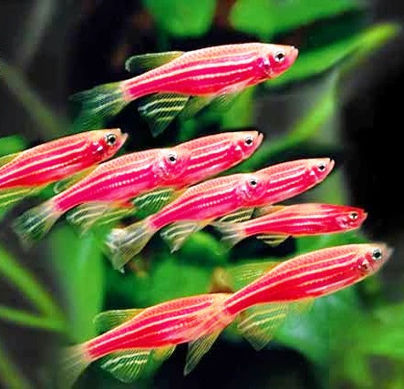 Cá ngựa vằn hay được sử dụng trong các nghiên cứu y học. Nguyên nhân là do các yếu tố về gen như tuổi thọ ngắn và phôi của cá ngựa vằn là trong suốt.