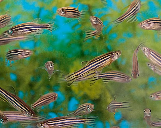 Cá ngựa vằn là loài cá ăn tạp. Chúng ăn rất nhiều thứ khác nhau từ bùn đất cho đến cát, từ côn trùng cho đến động vật thuộc lớp nhện, từ thực vật và tảo biển cho đến…rác.