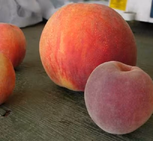 So với một quả đào cỡ bình thường, đào Flamin’ Fury thường to hơn nhiều (quả phía bên trái trong ảnh) và được sách kỷ lục Guiness công nhận là loại đào to nhất thế giới.