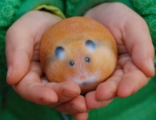 Với những người yêu thích chuột hamster nhưng không có điều kiện chăm sóc thì con chuột đá này là một lựa chọn thích hợp.