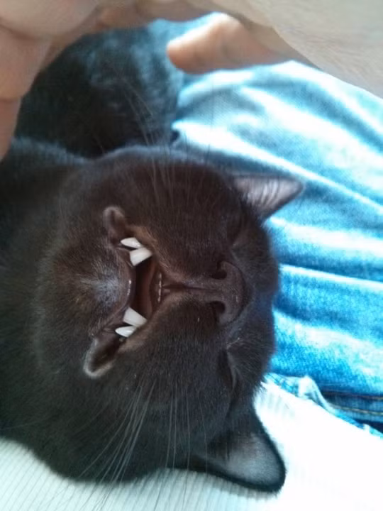 Tư thế há miệng ra ngủ cực yêu của mèo đen.