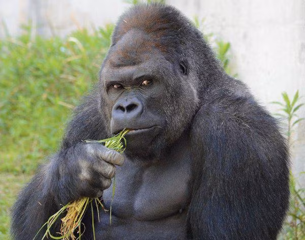 Báo cáo còn chỉ ra rằng “vẻ đẹp gồ ghề của anh chàng khỉ đột đã phá vỡ tất cả các tiêu chuẩn của một người đàn ông đẹp trai”.