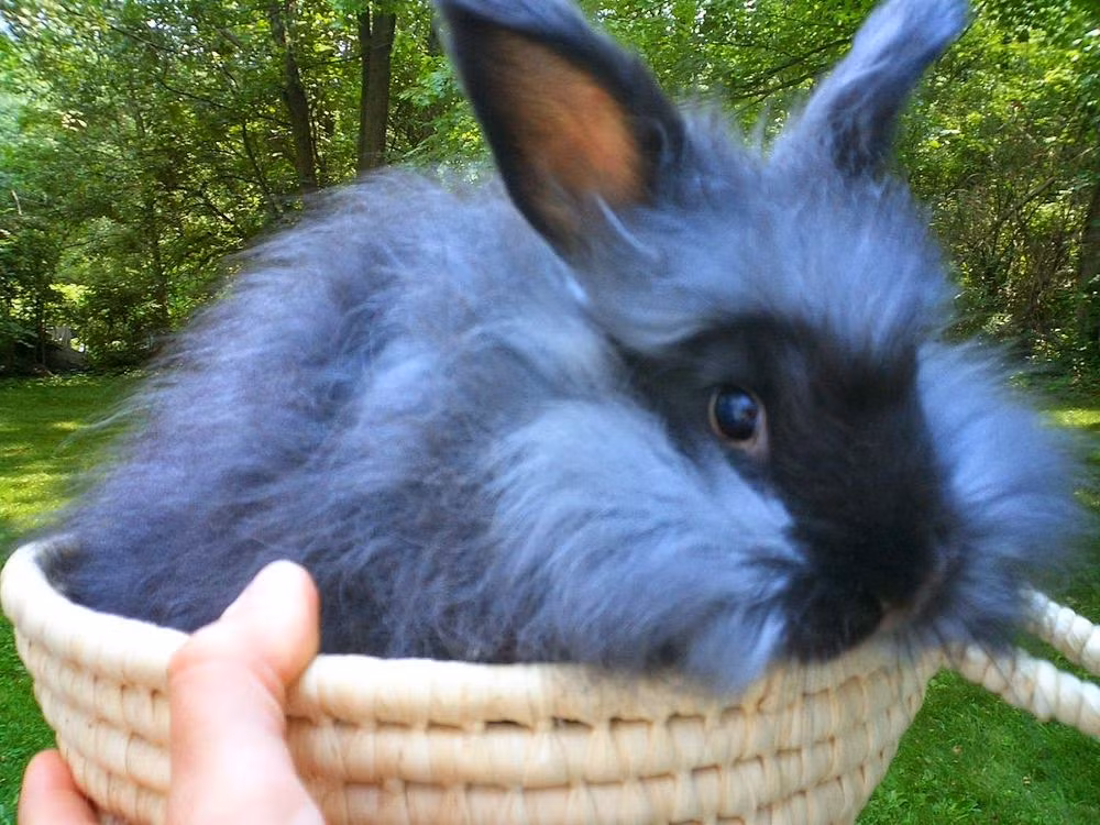 Thỏ Angora (Angora rabbit) thuộc loài thỏ, nuôi đề làm thú cảnh. Tuy nhiên chúng trông rất đẹp với bộ lông xù trắng muốt hoặc nhuốm màu bẩm sinh. Thậm chí lông của chúng mọc che cả mặt, che cả tai. Nếu được cắt tỉa người ta sẽ thấy thỏ Angora có bộ râu rất đáng yêu. Người ta có thể lấy lông nó để làm len rất quý, mềm mại và rất ấm.
