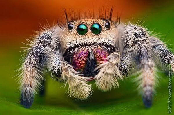 Nhện nhảy là loài nhện cơ thể có màu sắc sặc sỡ, 4 cặp mắt lớn và khả năng nhảy để bắt mồi. Ngoài ra, loài nhện này lại có một bộ ria khá rậm rạp và độc đáo dễ nhận biết.