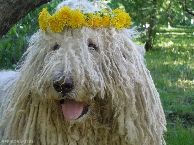 Chó chăn cừu Hung (Hungarian sheeping dog) có bộ lông cuốn lọn khổng lồ che phủ hết cả mắt mũi. Loài chó này thông minh, điềm đạm và vẻ ngoài đáng sợ ấy chỉ để giúp nó quản lý đàn cừu. Tuy nhiên nếu bộ lông không được tắm rửa thường xuyên sẽ bết dính và khiến con vật di chuyển khó khăn, thậm chí gây đau đớn.