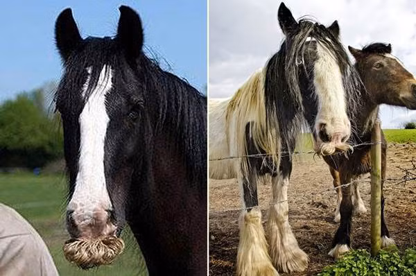 Ria mép của ngựa. Mặc dù lông đen hoặc trắng nhưng một số con ngựa lại đặc biệt có bộ ria mép vàng óng ánh trông rất thu hút.