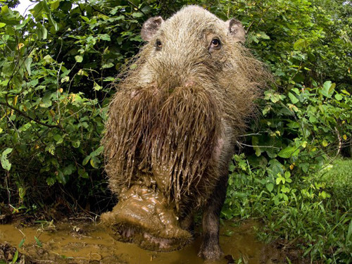 Lợn râu là một loài thuộc họ Lợn. Đặc điểm nổi bật của loài lợn này là bộ râu dài, rậm, có thể phủ gần kín phần mõm, chỉ chừa phần mũi.