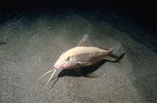 Cá phèn (Cá dê) sử dụng những chiếc râu mọc dưới cằm của mình để đào cát, tìm kiếm kẻ thù chứ không giống các loài các có râu khác dùng râu để cảm nhận được các xung điện do con mồi phát ra.