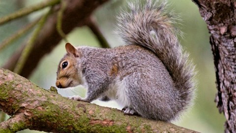 Sóc có thể nhảy xa tới 6m. Chúng có hai chân sau dài và chắc khỏe cùng với hai chân trước ngắn để phối hợp, hỗ trợ nhau khi thực hiện động tác nhảy.