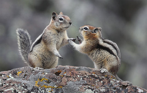 Sóc có thể rơi từ độ cao 30m xuống mà không hề bị làm sao.