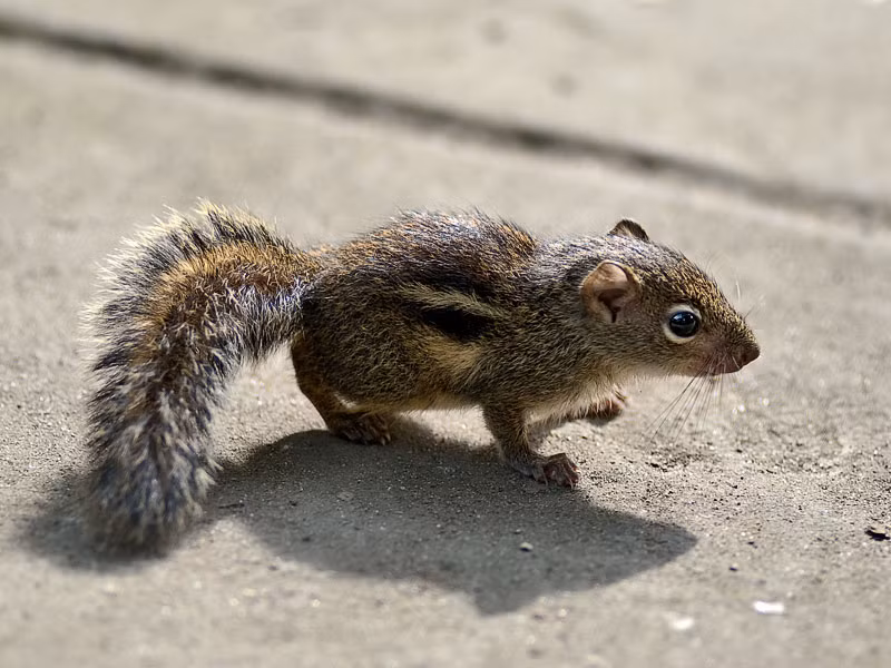 Khi nhảy lên hoặc nhảy xuống, sóc sử dụng cái đuôi của chúng vừa để giữ thăng bằng vừa để làm cái dù (để nhảy).