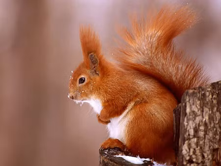 Trên thế giới có tất cả 285 loài sóc, chúng sinh sống ở khắp các lục địa, ngoại trừ Nam Cực và Úc.