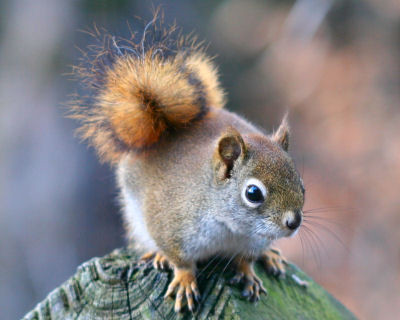 Sóc đã được chứng minh là có thể chạy với vận tốc lên đến 32km/h. Tuy nhiên, hầu hết các con sóc nhìn chung là chỉ chạy được với vận tốc 16km/h.