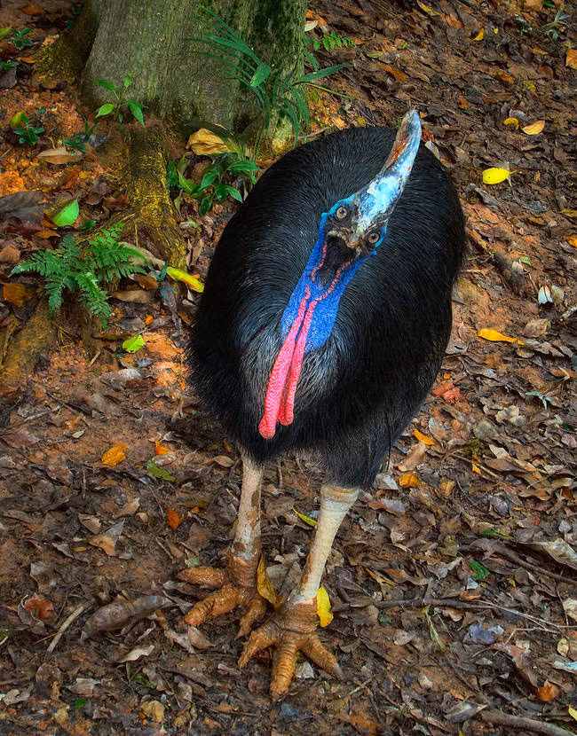 Những con đà điểu ở Australia có một bộ móng vuốt dài tới 15,24cm và rất thích đá khi nó tức giận, còn về kích thước thì... nó có chiều cao chẳng khác gì con người.