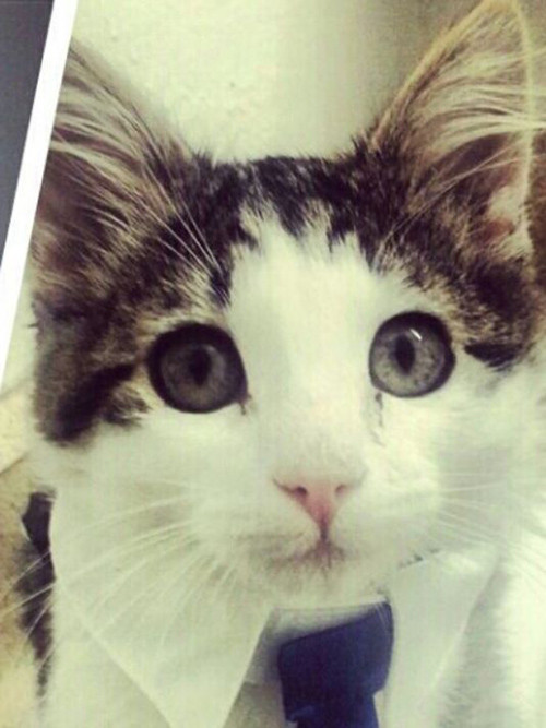 Ba thành viên trong một gia đình đã phải nhập viện sau khi bị chú mèo có tên Khat tấn công. Con mèo hơn 1 tuổi này đã cào rách mặt, chân tay chị gái và mẹ của bà chủ. Cậu con trai 10 tuổi của bà chủ cũng bị mèo cào xước chân. Cảnh sát đã phải nhốt con mèo hung tợn này vào lồng nhưng nó gào thét ầm ĩ và cố gắng thoát ra. Cuối cùng họ phải cùng chăn điện để giữ nó yên trong lồng.