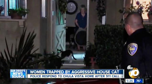 Hai mẹ con bị mèo nhốt trong nhà. Một con mèo 14 tuổi bất ngờ trở nên hung dữ với chủ nhân của nó. Nó đã cào xé rách quần áo ngủ của chủ nhân khi cô vào phòng tắm lúc nửa đêm. Hai mẹ con bà chủ phải ẩn trong phòng ngủ, không dám ra ngoài. Sau đó họ đã phải gọi 911 trợ giúp