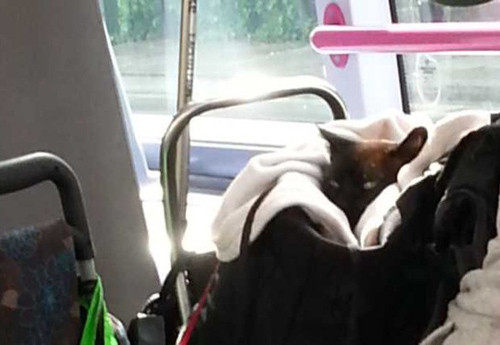 Mèo tấn công hành khách đi cùng xe buýt. Trên một chuyến xe buýt tại Chelmsford, Anh, một người đàn ông tên Frank đã bị mèo cào khi cố gắng giúp đỡ người phụ nữ bên cạnh thoát khỏi móng vuốt của con mèo đang kề ở cổ cô ấy. Sau đó, người phụ nữ này phải điều trị kháng do những vết cào ở cổ do chú mèo gây ra.