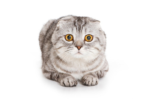 Mèo tấn công chủ để bảo vệ con. Một người đàn ông Connecticut đã bị chú mèo 3,4kg của mình đã cắn vào chân khi nó vừa mới sinh con. Con mèo này sợ những đứa con bị lấy đi mất nên nó đã giữ chân hai ông bà chủ và không cho họ thoát ra khỏi nhà.