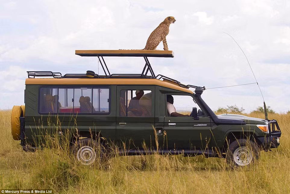  Malaika phát hiện con mồi khi ngồi trên nóc một chiếc xe thám hiểm. 