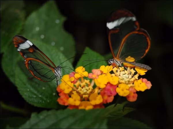 Đôi cánh của chúng có thể mở rộng tới 6cm.