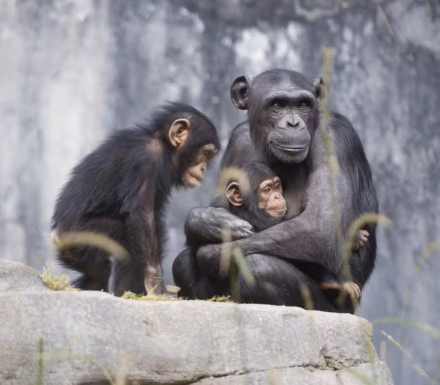 Tinh tinh thường sống thành đàn từ 15-20 thành viên nhưng cấu trúc xã hội luôn thay đổi khiến đàn lớn đôi khi bị phá ra thành những đàn nhỏ hơn.