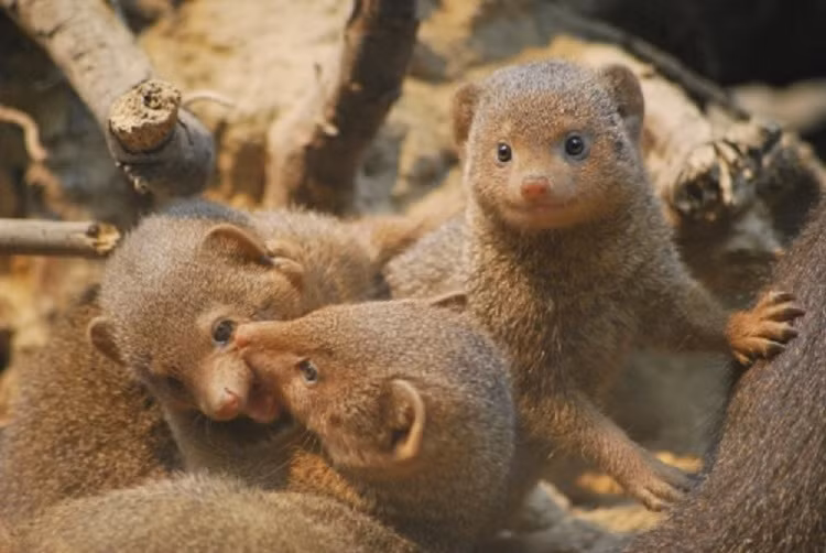 Sau đó, đến lượt các con non thưởng thức bữa ăn. Khi con mẹ chết, đàn bị phá vỡ. Những con cái con bỏ đi tham gia đàn khác hoặc tự thành lập đàn của riêng mình.