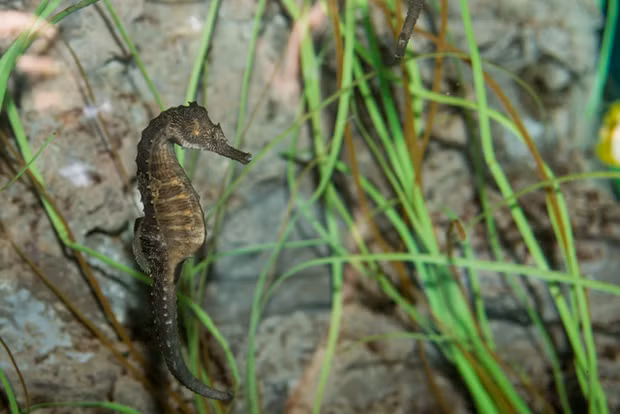 Cá ngựa phương Bắc (tên khoa học là Hippocampus erectus) khi giao phối tạo ra những âm thanh khá ồn ào bằng cách hất đầu liên tục trong khi móc đuôi vào nhau.