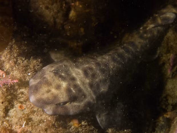 Khi bị đe dọa, cá mập swellshark lấy miệng ngậm lấy đuôi, hút nước vào, cơ thể phình lên gấp đôi so với bình thường và bám chặt vào đá. Chưa hết, khi nguy hiểm qua đi, nó đẩy nước trong cơ thể ra và tạo thành âm thanh như tiếng chó con sủa.