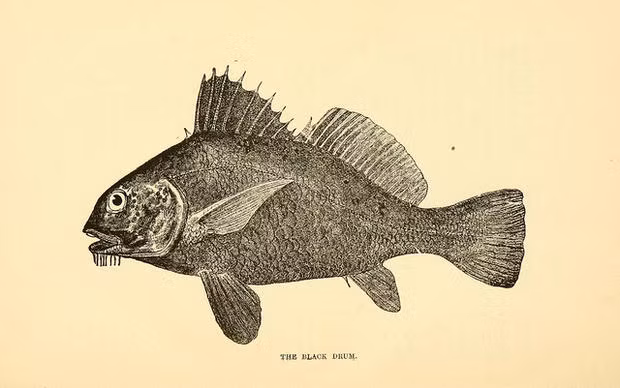 Tiếng gọi tìm bạn tình của cá trống đen có tần số đủ thấp và có bước sóng đủ dài để xuyên qua các đập ngăn nước ở biển, vượt lên đất liền, xuyên qua cả các ngôi nhà trên bến cảng với cảm giác giống như tiếng thình thịch khi có một chiếc ôtô đi qua.