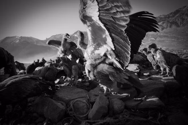 Phật giáo Tây Tạng từ bi đối với tất cả các sinh vật sống – kể cả kền kền. Theo truyền thuyết, Thích Ca Mâu Ni Phật đã từng cắt thịt của mình cho một con chim ưng đói giúp nó thoát khỏi cái chết.