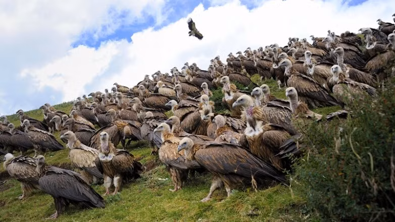 Khi đến nơi an táng, một thầy tu hoặc rogyapa (tạm dịch: người xử lý thi thể) đảm nhận nhiệm vụ tiếp theo trong khi người thân tránh đi nơi khác còn đám kền kền thì quanh quẩn chờ đợi bên cạnh.