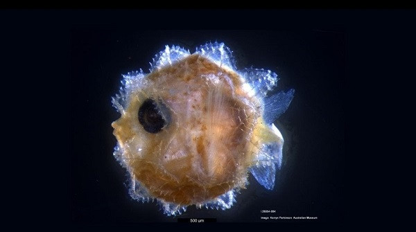 Cá mặt trăng trưởng thành có chiều dài thân từ 3,5-5,5m. Trong khi cá mặt trăng sơ sinh lại rất bé nhỏ, chỉ vài milimet và cực kỳ khó để phát hiện ra. Kích cỡ của cá sơ sinh nhỏ hơn tới 600 lần so với một con cá mặt trăng trưởng thành. Ảnh: Ảnh: Live Science.