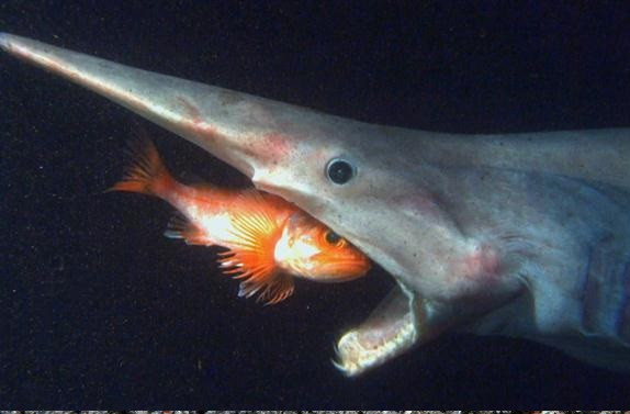 Cá mập yêu tinh Goblin được xem là quái vật tiền sử, thành viên còn sót lại duy nhất của họ Mitsukurinidae – có niên đại hơn 125 triệu năm. Goblin có dáng vẻ vô cùng xấu xí với chiếc mũi dài ngoằng giống như mỏ chim. Răng của chúng rất sắc nhọn có thể nghiền nát mọi thức ăn.