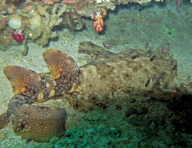 Wobbegong có thân hình khá to lớn, da có màu sắc lốm đốm cùng những chiếc râu xung quanh, tựa như những chiếc thảm khổng lồ, nên loài cá này còn được gọi là cá mập thảm. Ảnh: Biển và người.