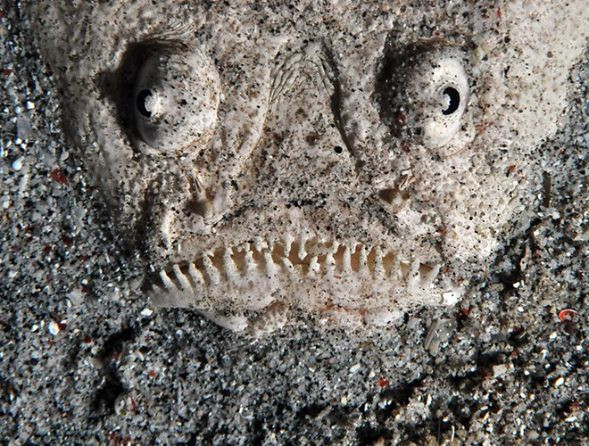 Cá Stargazer (chiêm tinh hay sao Nhật) có tên khoa học là Pleuroscopus pseudodorsalis có vẻ ngoài đáng sợ với cặp mắt lồi ra ngoài và hàm răng lởm chởm. Loài cá này thường sống ở độ sâu từ 40-800m dưới đáy biển, có chiều dài cơ thể từ 18-90cm. Trông hung ác vậy, nhưng thức ăn của chúng chỉ là cá nhỏ, bạch tuộc... Ảnh: Thiên nhiên.