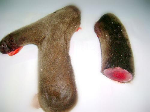 Một trong các đối tượng không nên sử dụng nhung hươu là trẻ ở độ tuổi thiếu niên. Bởi nhung mang lại hiệu quả rất tốt trong việc tăng cường khả năng tình dục nên có thể gây làm trẻ phát dục sớm hơn so với quy luật thông thường.