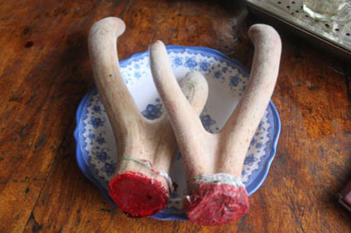 Tuy là chất đại bổ song nhung hươu không phải thần dược chữa bách bệnh. Việc dùng nhung hươu tùy tiện không những khó mang lại lợi ích sức khỏe mà còn khiến tiền mất tật mang. Không phải ai cũng dùng được loại thuốc quý này.