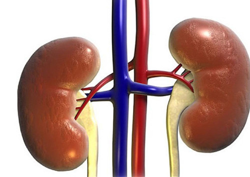 Trong Đông y, nhung được đánh giá là một trong bốn thượng dược (sâm, nhung, quế, phụ), có tác dụng bổ thận dương, ích tinh huyết, cường cân kiệt cốt. Đông y sử dụng nhung hươu chủ trị các chứng liệt dương do thận hư, vô sinh nam nữ, gân xương yếu, gãy xương lâu ngày khó khỏi.