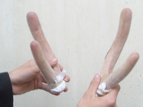 Đặc biệt, cần hết sức lưu ý trong việc loại bỏ phần lông nhung bởi nếu uống phải có thể gây hiện tượng viêm ruột, viêm đường tiêu hóa. Khi ruột đã bị viêm do lông của nhung hươu thì cực kỳ khó chữa.