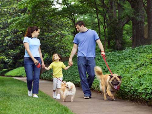 Bên cạnh đó, đi dạo cùng thú cưng mang lại tác dụng thư giãn, đốt cháy khoảng 200 calo mỗi giờ.