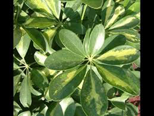 Cây ngũ gia bì. Còn gọi là cây chân chim, ngũ gia bì có khả năng, đuổi muỗi, chống ô nhiễm và khử được khí độc Formaldehyd trong nhà.